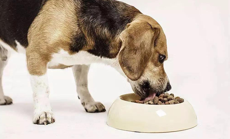 寵物飼料吃香？寵物食品工程了解一下(圖1)