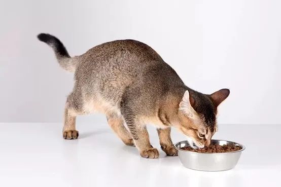 2022中國(guó)飼料工業(yè)展覽會(huì)新聞發(fā)布會(huì)在京召開(kāi)(圖4)