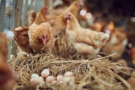 2022中國(guó)飼料工業(yè)展覽會(huì)新聞發(fā)布會(huì)在京召開(kāi)(圖5)