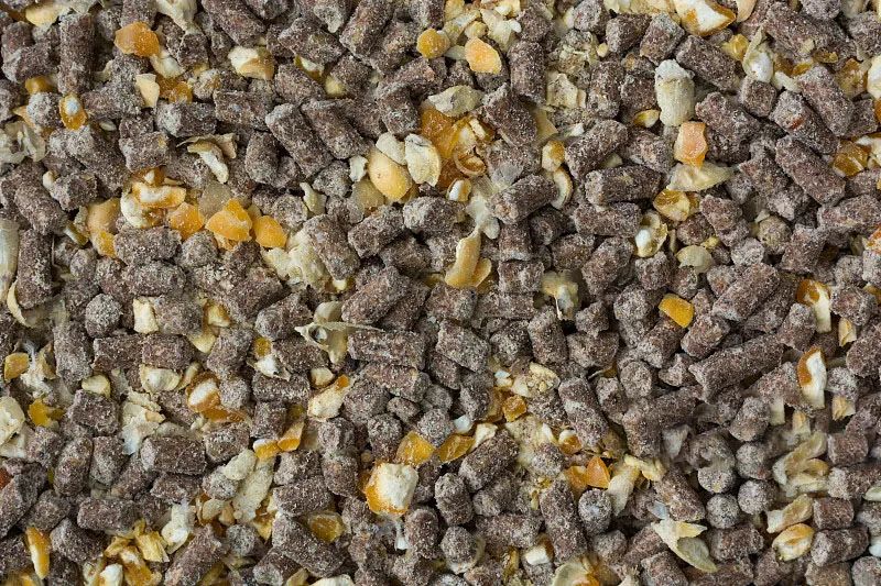 黃羽雞行情回暖，有望提振飼料需求？(圖3)